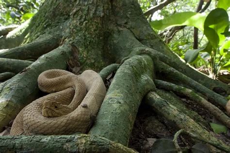 La Isla De Las Serpientes En Brasil Viajeros En Ruta