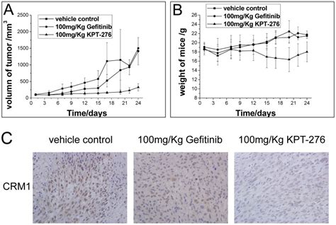 NSCLC H1975 cells were transplanted into NOD-SCID mice. Mice with an... | Download Scientific ...