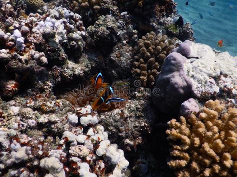 Pez Payaso De Mar Rojo Cerca De La Barrera De Coral En La Playa De