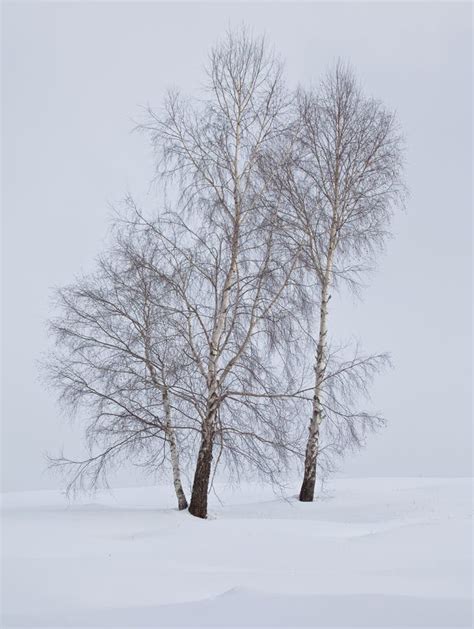 Arbres De Bouleau Dans La Neige Image Stock Image Of Fond Arbres