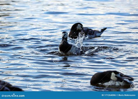 Los Gansos Blancos Y Negros Nadan En El Lago Salpicando Agua Foto De