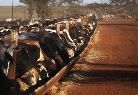 Confinamento bovino cresce 5 em 2019 para 3 57 milhões de animais