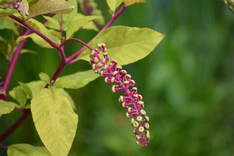 Pokeweed Minneopa Orchards