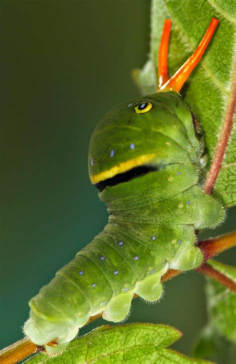 All of Nature: Tiger Swallowtail Butterfly Caterpillar