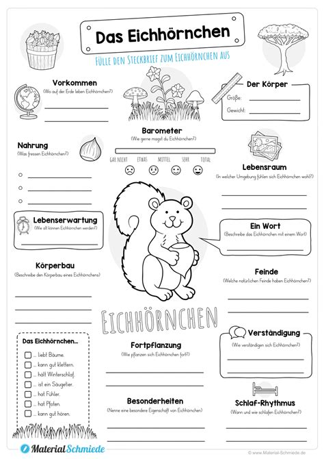 Steckbrief Eichhörnchen Unterrichtsmaterial In Den Fächern Biologie