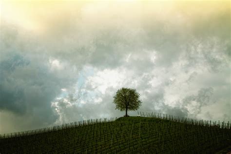 Images Gratuites Paysage Arbre La Nature Herbe Horizon Nuage