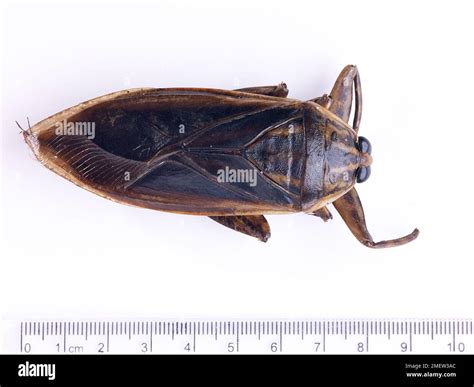 Giant Water Bugs Stock Photo Alamy