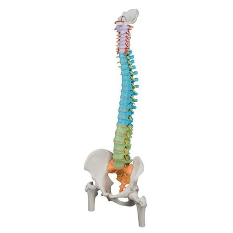 Columna didáctica flexible con cabezas de fémur 3B Smart Anatomy