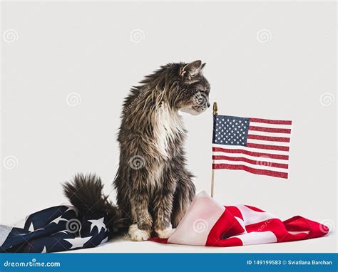 Gatito Lindo Y Bandera Americana Sesi N Fotogr Fica Del Estudio Imagen