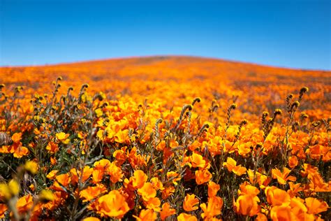 Location Antelope Valley Super Bloom California Photo Basecamp