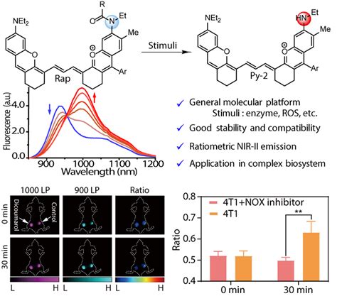 雷祖海课题组在比率响应型近红外二区荧光分子影像平台取得进展 生物通
