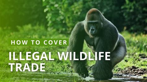 How To Cover The Illegal Wildlife Trade Mongabay Webinars YouTube