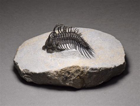 Magnificent Spiny Trilobite Comura Bultyncki Gondwana Fossils