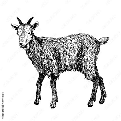 Obraz Goat Sketch Style Hand Drawn Illustration Of Beautiful Black And