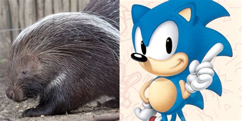 Sonic is actually a porcupine, right? - Sonic the Hedgehog - Giant Bomb