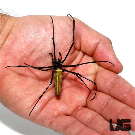 Giant Golden Orb Web Spider