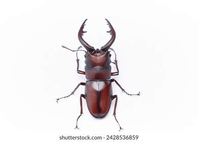 23,215 Stag Beetle Image Images, Stock Photos, 3D objects, & Vectors | Shutterstock