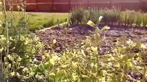 How To Harvest Broccoli Seeds Youtube