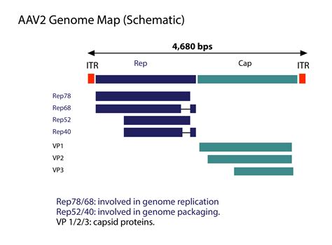 Introduction To Adeno Associated Viruses Aav Vector Biolabs