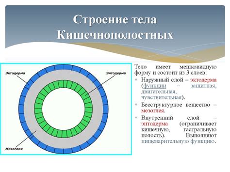 Тип Кишечнополостные - презентация онлайн