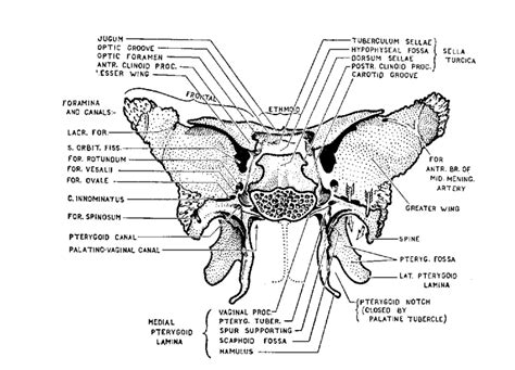 Sphenoid Bone Diagram Quizlet