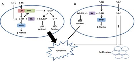 27: Mechanism of action of 5-FC and 5-FU in BMSCs In cells expressing ...