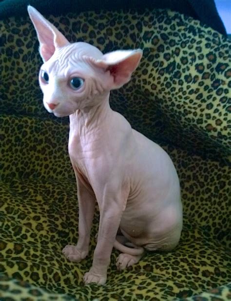 Sphynx Cat Egyptian Cat Breeds Pets Lovers