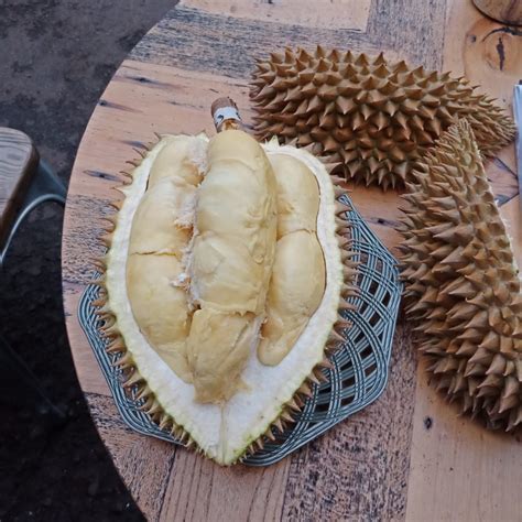 Jual Durian Montong Fresh Palu Masih Dengan Cangkang Shopee Indonesia