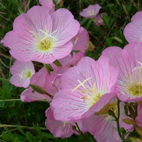 Oenothera Speciosa Silky Orchid Pinklady Showy Evening Primrose