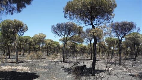 Video En 2023 Continúa La Reforestación En La Zona Del Incendio De