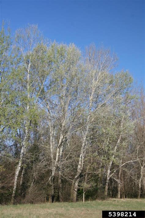 White Poplar Populus Alba