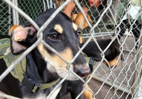 Feira de adoção de animais do Comando Militar do Planalto Jornal de