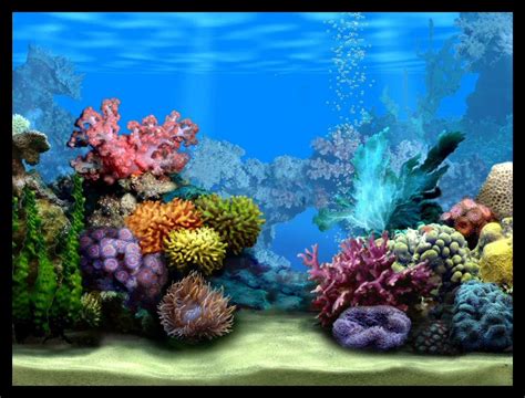 Fish Aquarium Wallpaper - WallpaperSafari