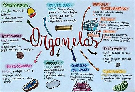 Mapa Mental Organelas Celulares Revoeduca