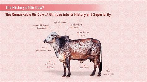 The History Of The Gir Cow Why Is The Gir Cow Superior To Other