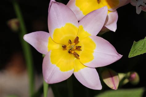 Tulipe Saxatilis Pia Muller Flickr