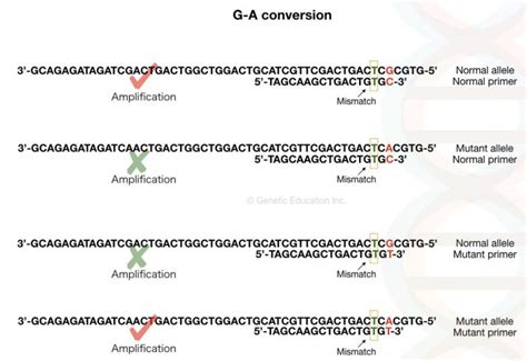 What is ARMS-PCR or allele-specific PCR? | Genetic Education