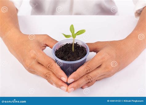 Human Hands Holding Green Small Plant New Life Concept Stock Photo