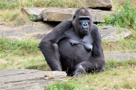 Gorilla Free Stock Photo - Public Domain Pictures
