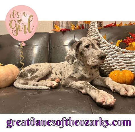 Akc Blue Merle Female Great Dane Great Dane Puppies For Sale In