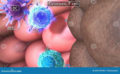 D Medical Illustration Of T Cells Helper T Cell And Cytotoxic T Cell