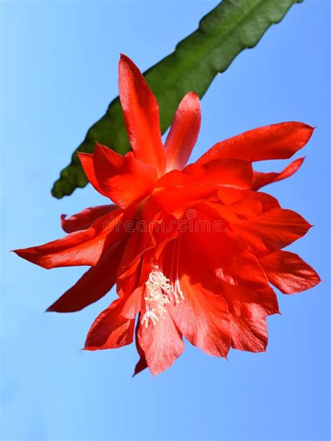 Epiphyllum Orchid Cacti Stock Image Image Of Isolated