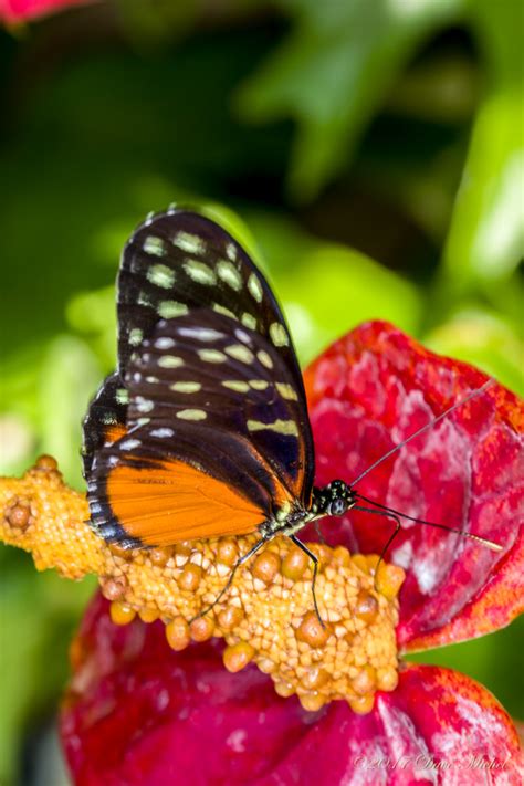 Dow Gardens Blooming Butterflies Dave Michel Photography