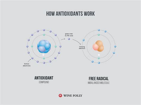 Wine Antioxidants: A Greater Perspective | Wine Folly