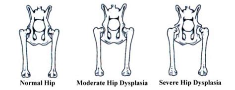 Golden Retrievers Hip Dysplasia Treatments - PetieTec