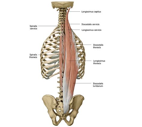 Erector Spinae Kasları