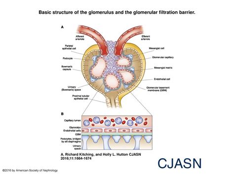 Basic Structure Of The Glomerulus And The Glomerular Filtration Barrier