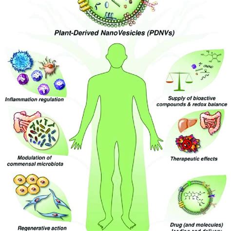 Application Of Plant Derived Nanovesicles Download Scientific Diagram