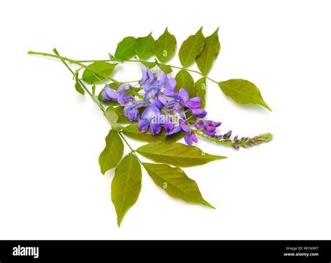 Wisteria Sinensis Or Chinese Wisteria Isolated On White Background