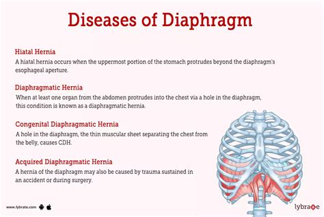 Diaphragm (Human Anatomy): Image, Function, Diseases, And Treatments